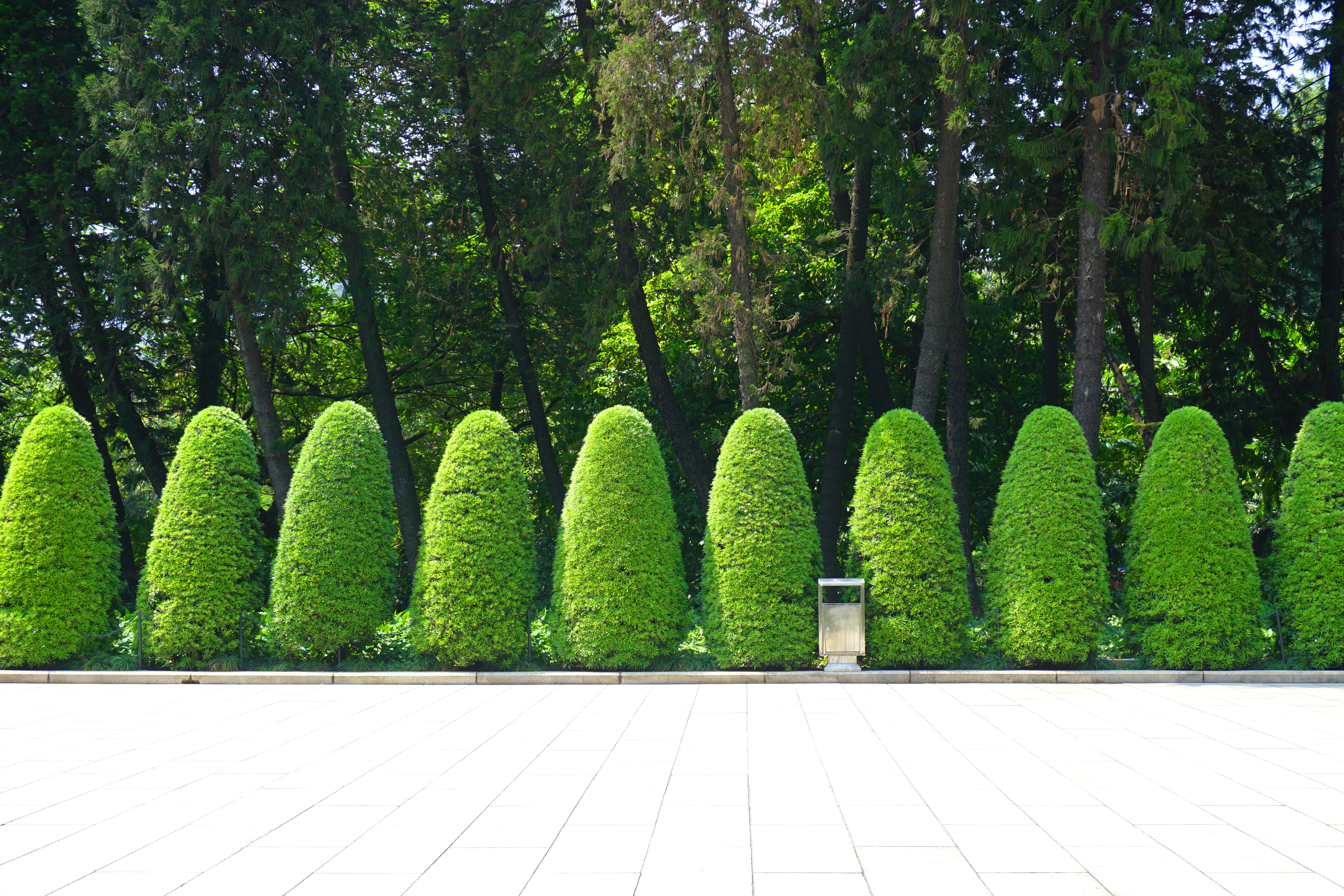 Häckplantering