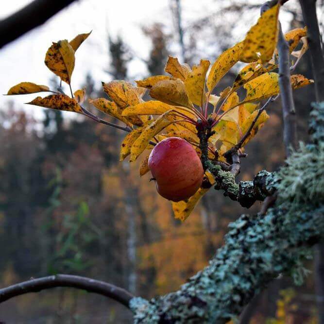 Höststädning